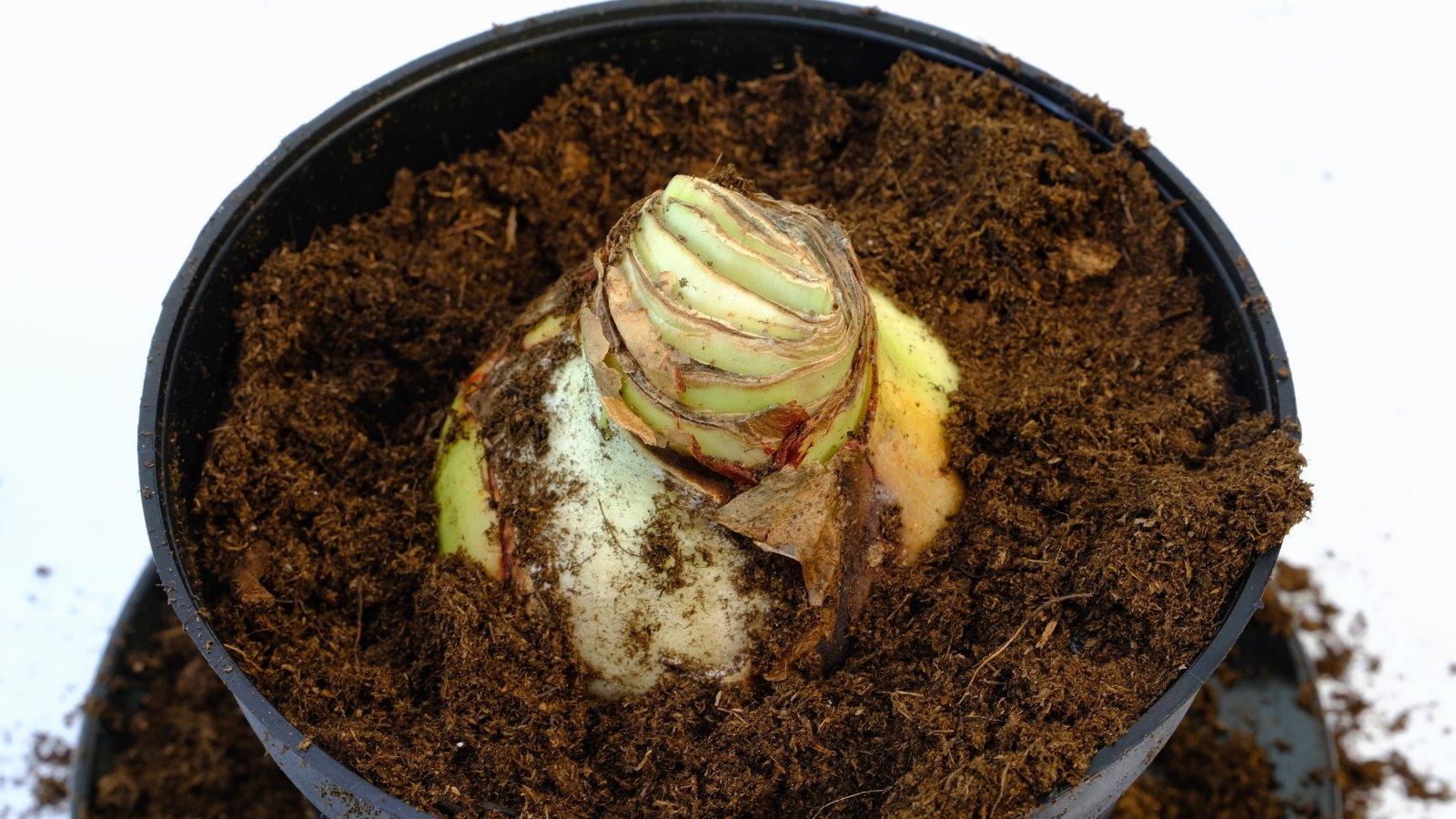 A single rounded base is nestled in a pot filled with rich, moist soil, ready for growth.