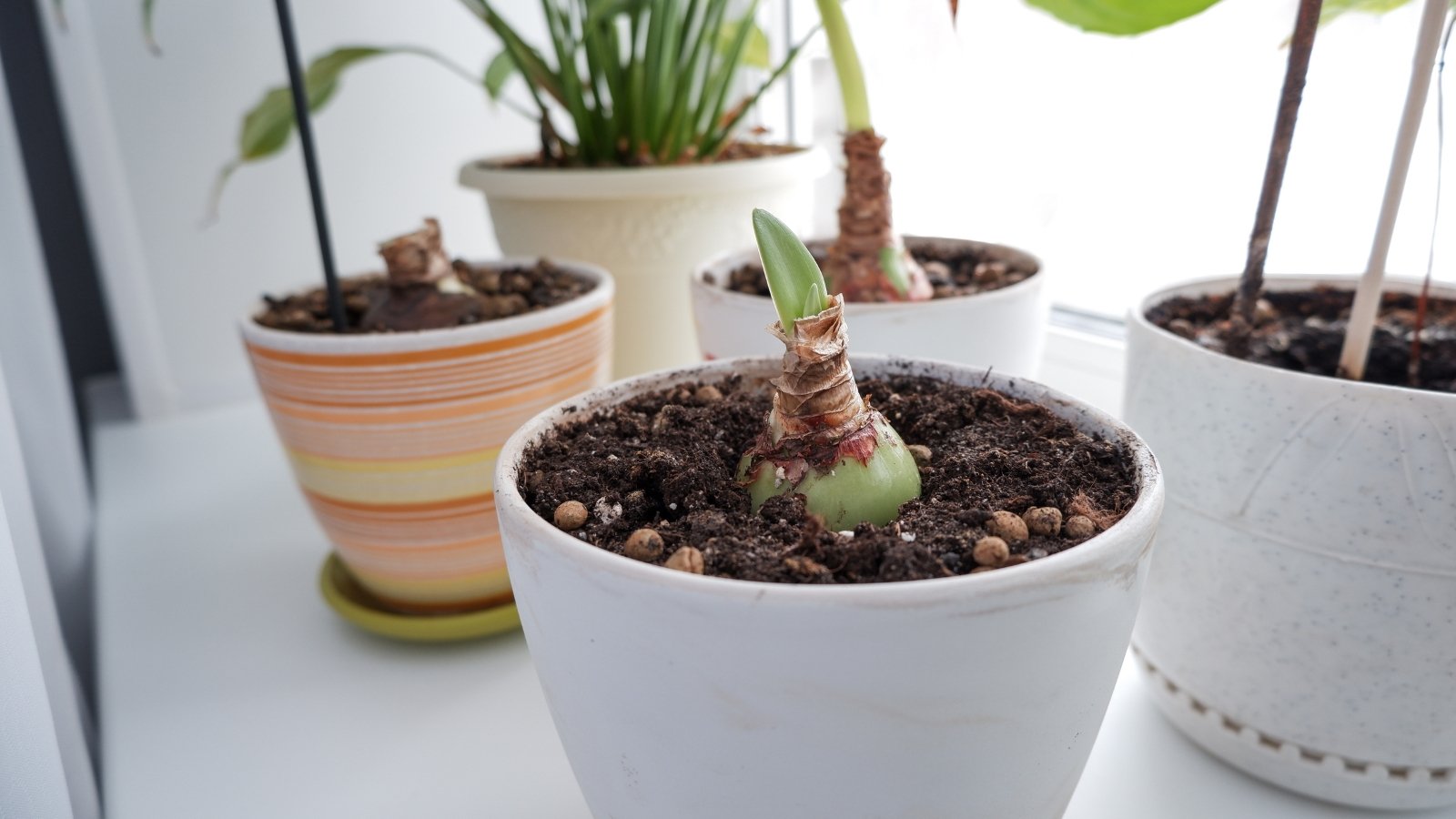 Several white pots containing soil and emerging green stems are placed on a table.