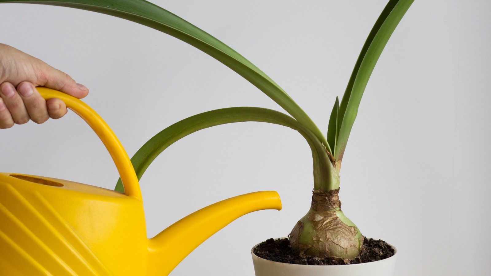 A yellow watering can gently pours water onto soil around a sturdy green stem in a pot.