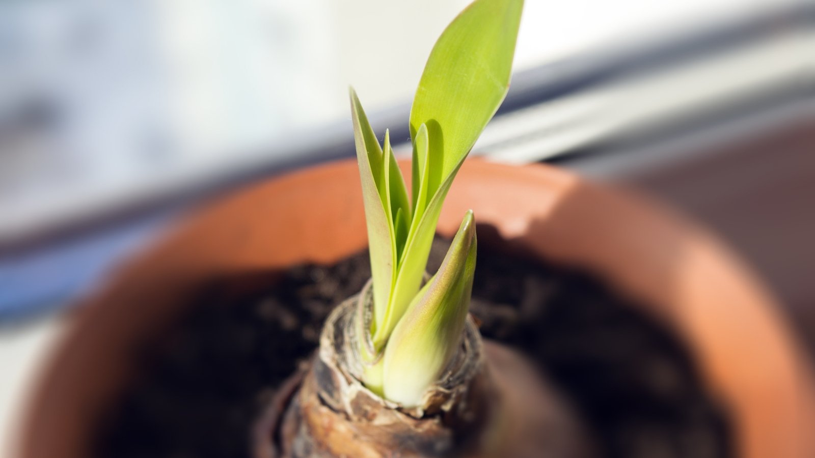 A light green stem emerges from the soil in a brown pot near a window.