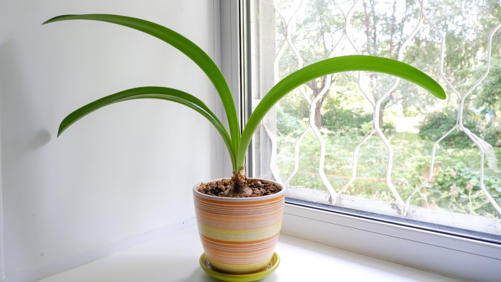 ong green leaves stretch upwards from a striped container placed on a windowsill.