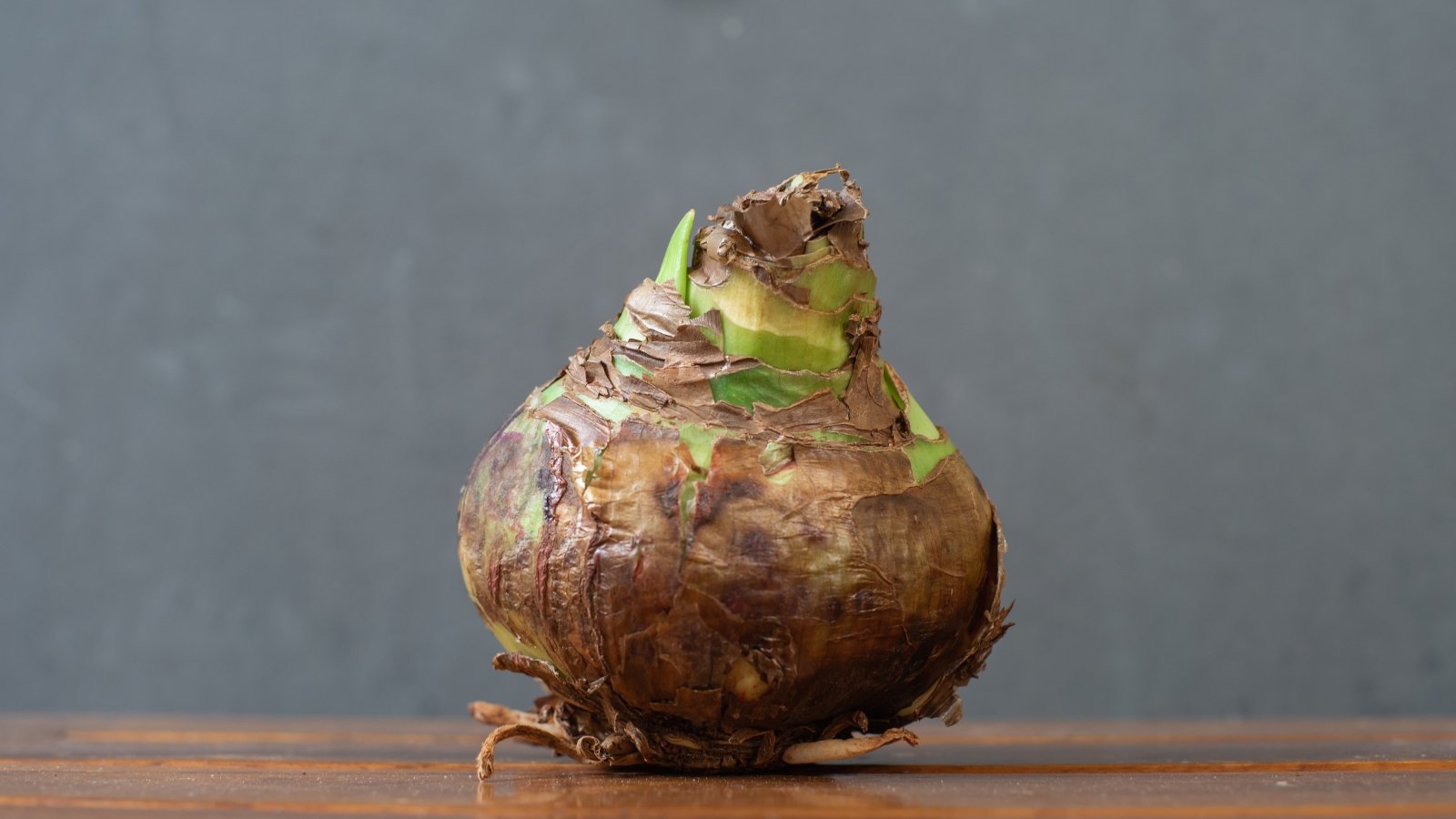 A solitary rounded flower base with brown outer layers sits on a wooden table, prepared for planting.