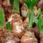 How one can Develop Amaryllis Bulbs in Water: 9 Expert Solutions