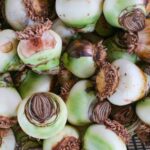 9 Methods to Stay away from Amaryllis Bulb Rot This Season