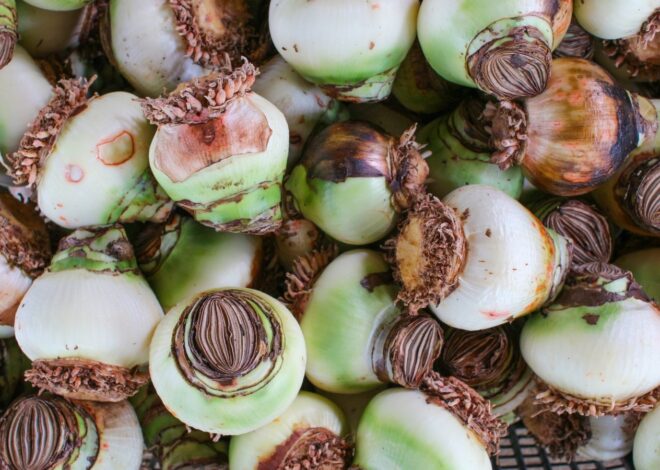 9 Methods to Stay away from Amaryllis Bulb Rot This Season