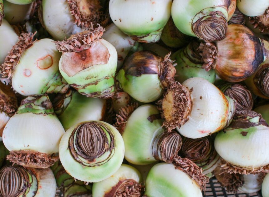 9 Methods to Stay away from Amaryllis Bulb Rot This Season