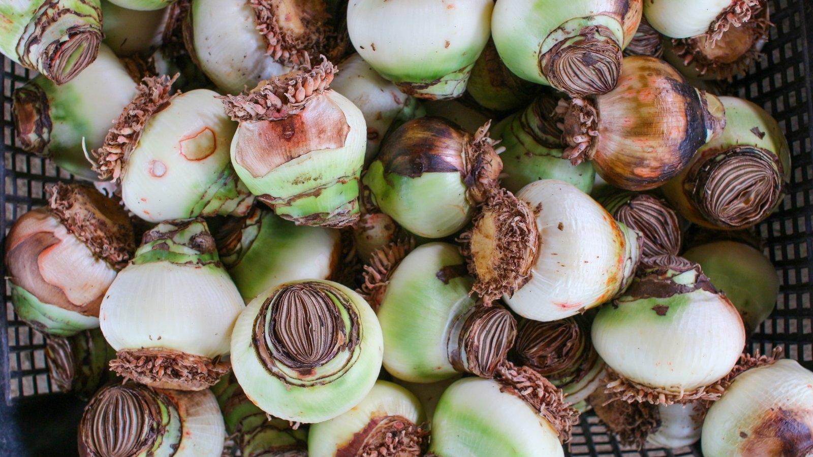 9 Methods to Stay away from Amaryllis Bulb Rot This Season