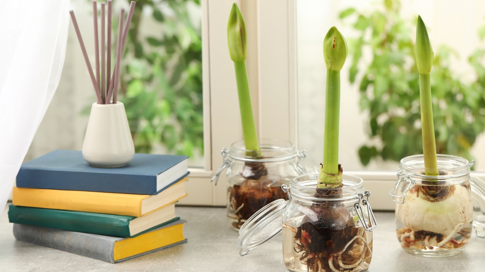 Glass vases containing bulbs with vibrant green stems, placed on a windowsill beside a stack of books.