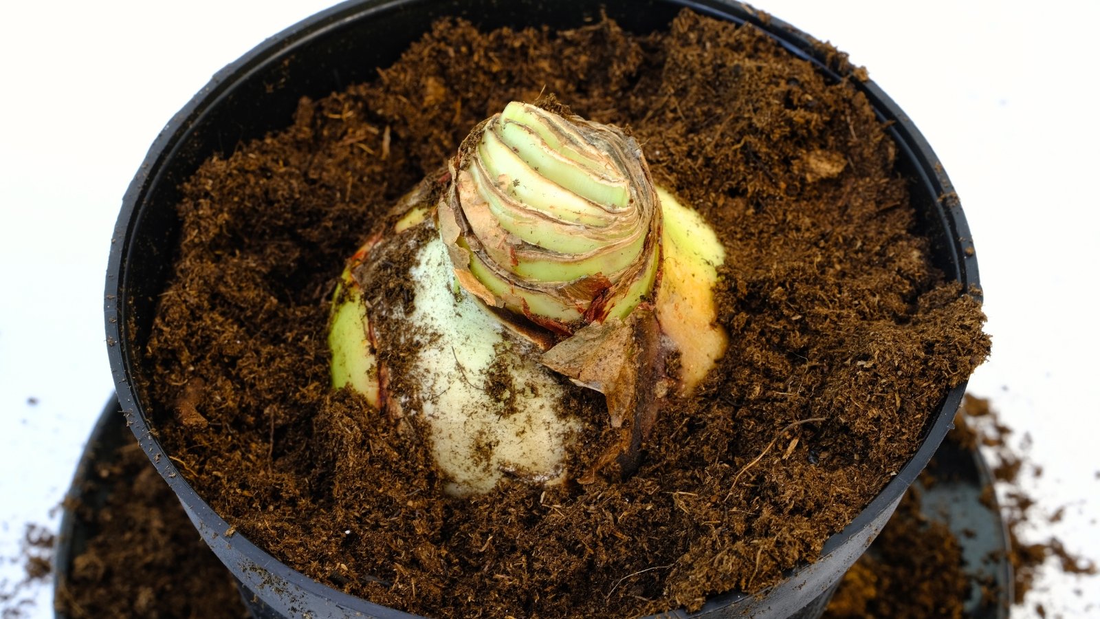 Close-up of a flower bulb planted halfway in fresh, loose soil in a black plastic pot against a white background.