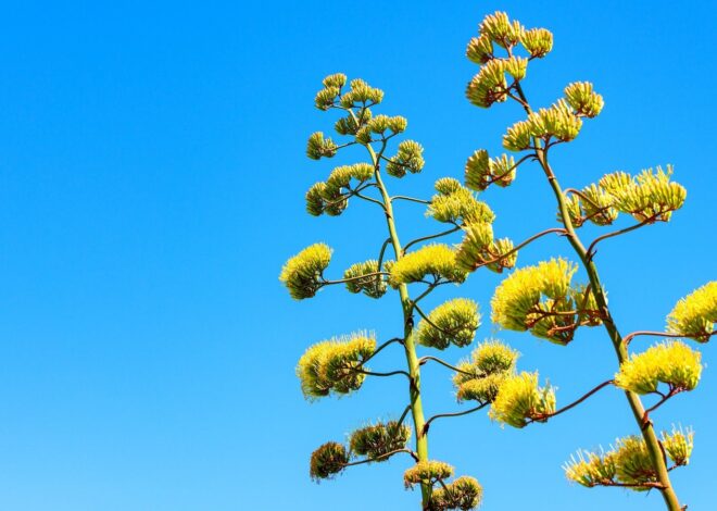 Do Agave Crops Bloom?