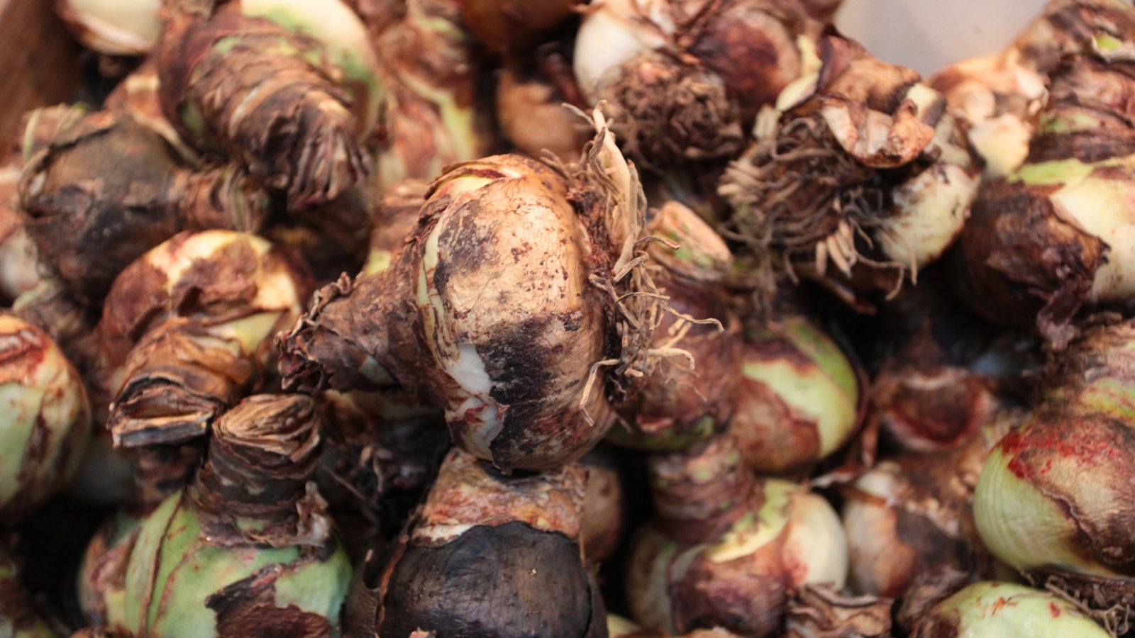 Large, round bulbs with a papery brown husk, drooping fine roots, and a firm, smooth surface in a compost bin.