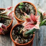 What to Do With Amaryllis After They Bloom