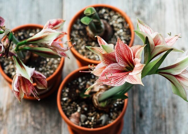 What to Do With Amaryllis After They Bloom