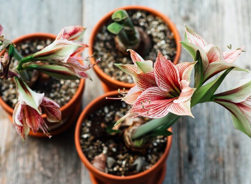 What to Do With Amaryllis After They Bloom