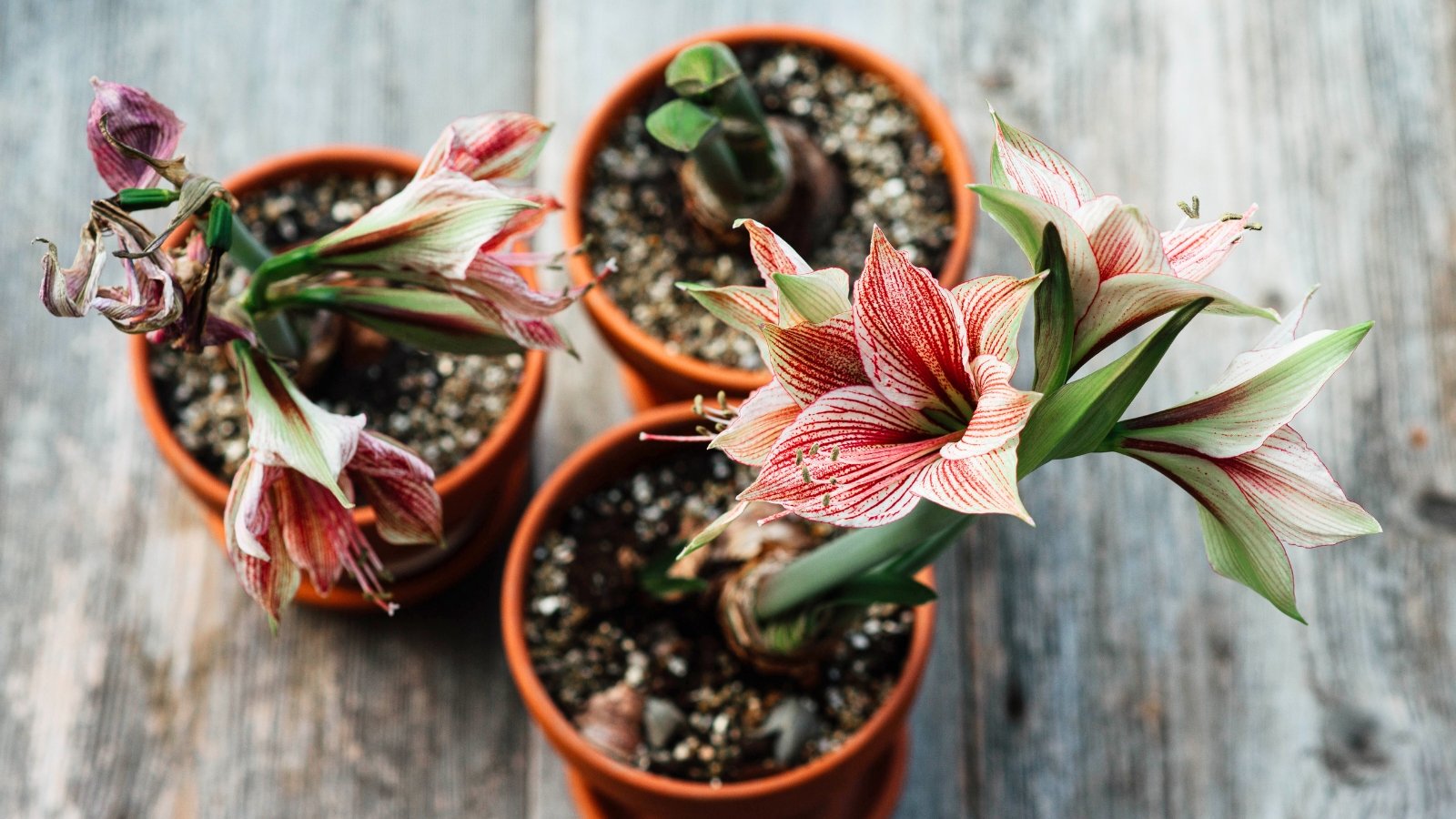 What to Do With Amaryllis After They Bloom