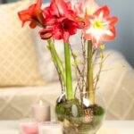 Learn the way to Strain Amaryllis Blooms Indoors in 9 Easy Steps