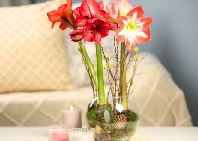 Learn the way to Strain Amaryllis Blooms Indoors in 9 Easy Steps