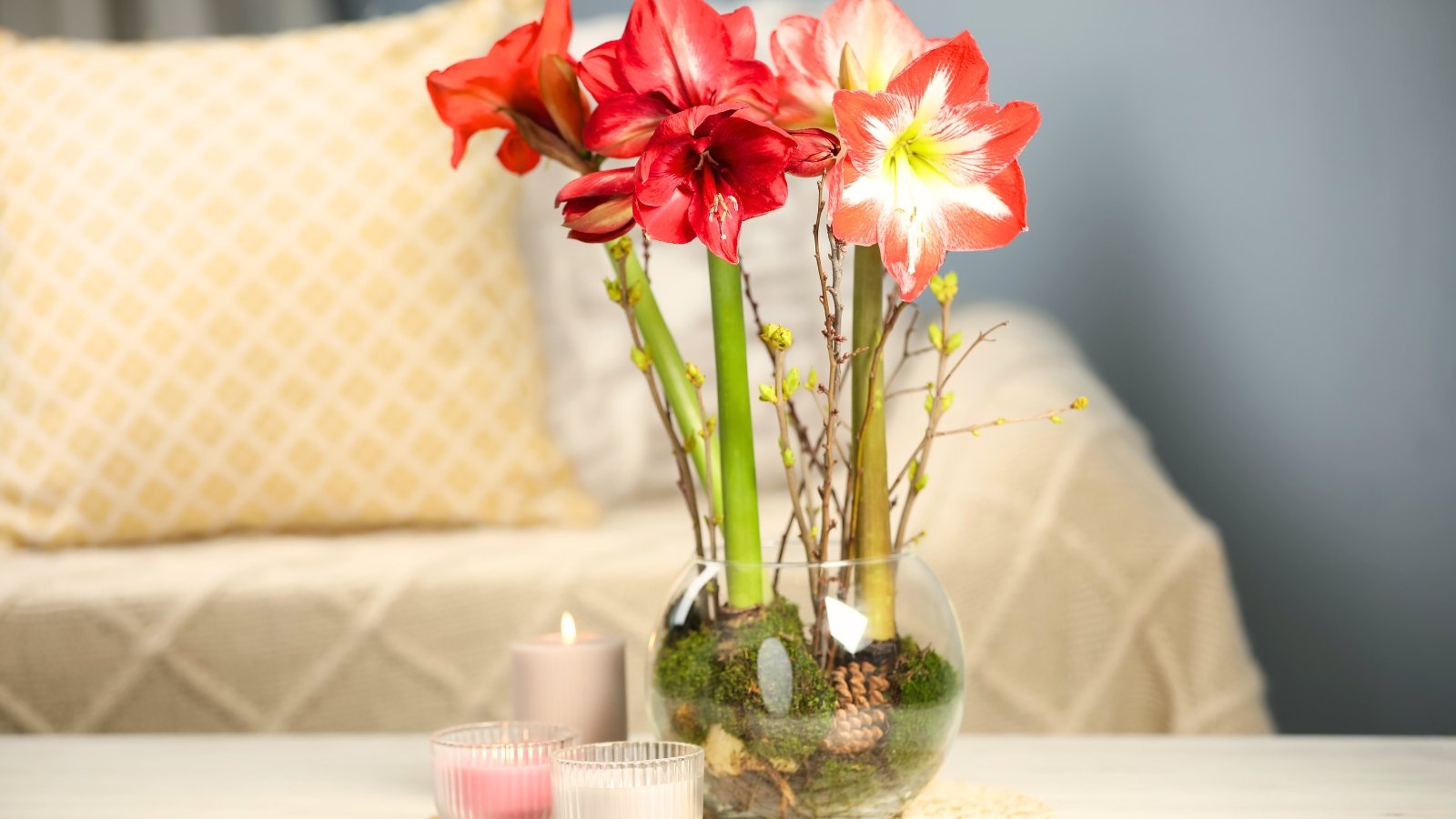 Learn the way to Strain Amaryllis Blooms Indoors in 9 Easy Steps