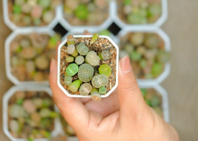 15 Succulents You Can Develop From Seed